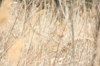 Siberian Long-tailed Rosefinch Unknown Spots Sun, 1/23/2022