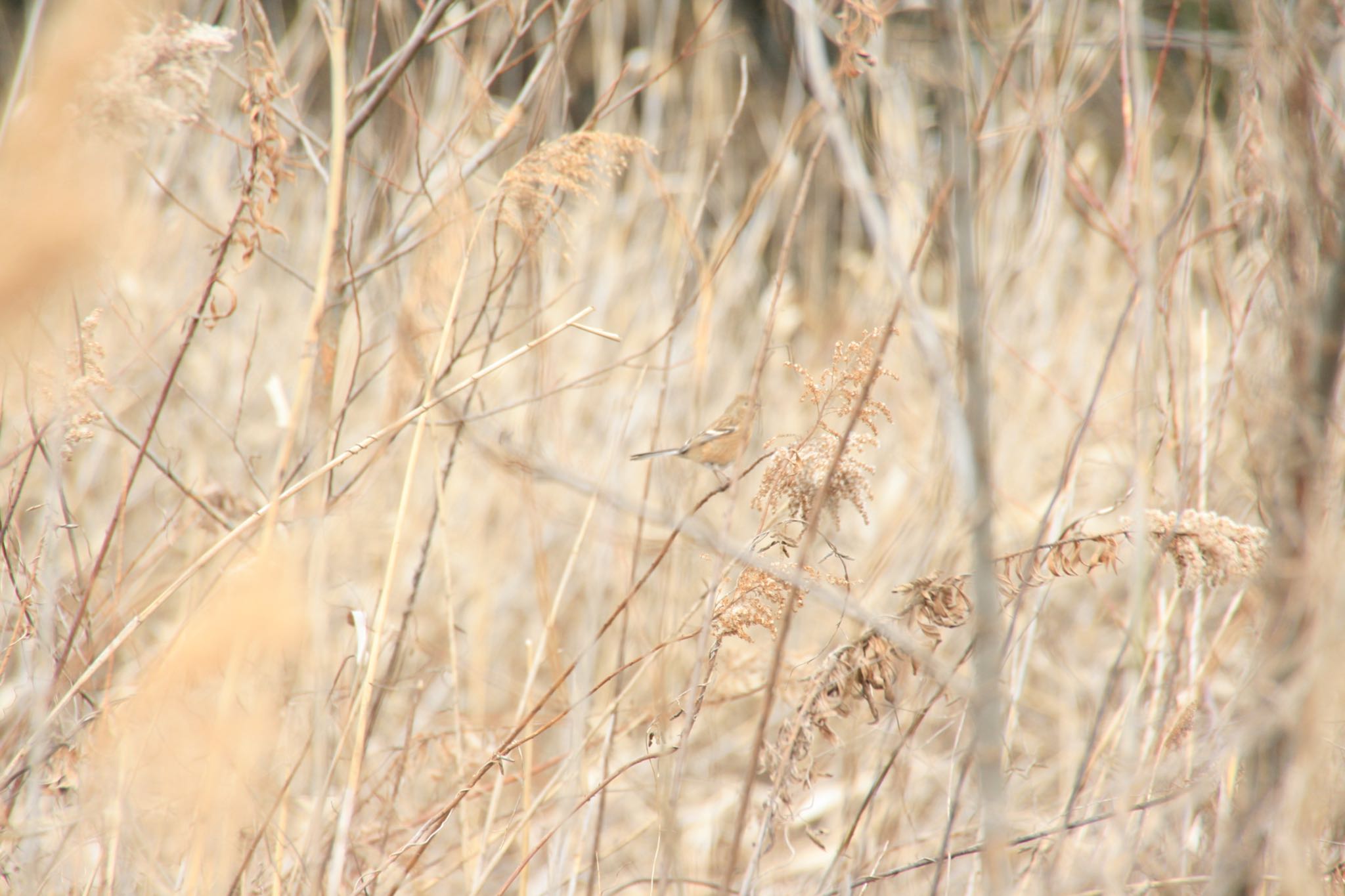 Photo of Siberian Long-tailed Rosefinch at  by Koutoku