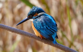 カワセミ 千里南公園 2022年2月5日(土)