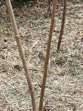 Red-flanked Bluetail 八国山 Sat, 2/5/2022