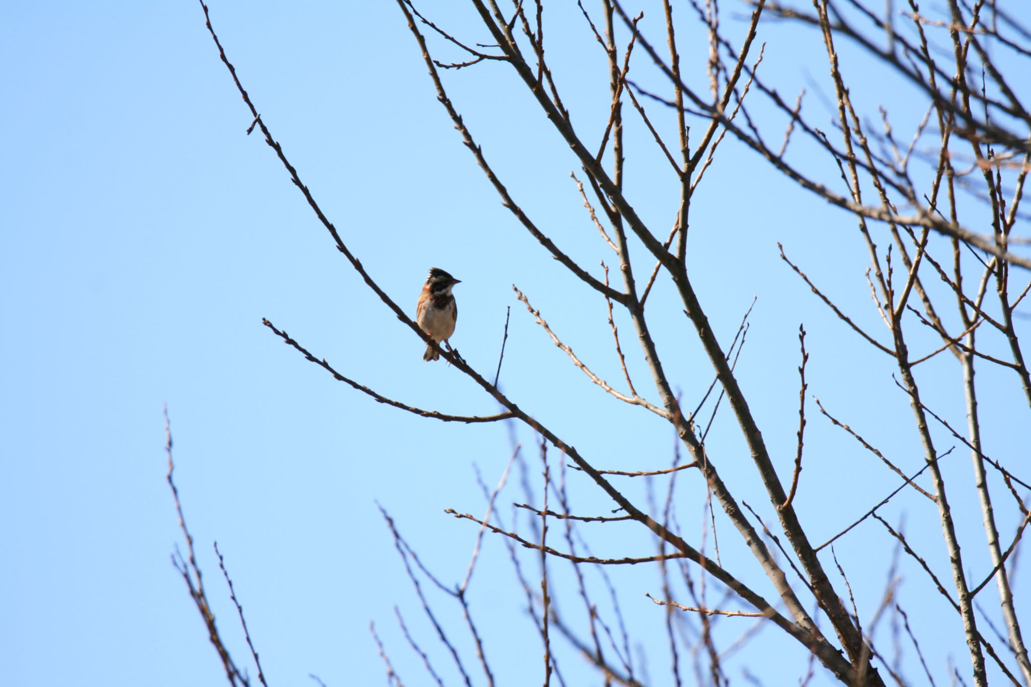 Photo of Rustic Bunting at  by Koutoku