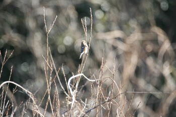 Siberian Long-tailed Rosefinch Unknown Spots Sat, 2/5/2022