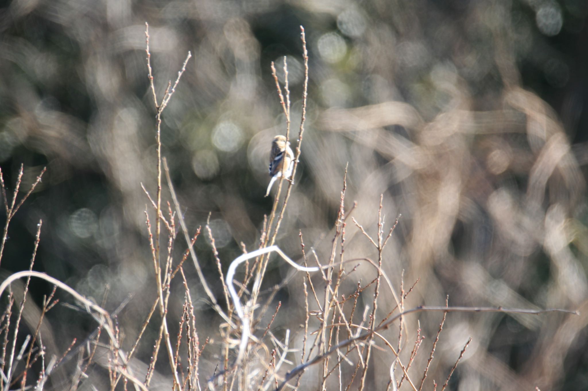 Photo of Siberian Long-tailed Rosefinch at  by Koutoku