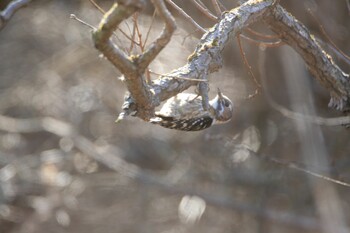 Japanese Pygmy Woodpecker Unknown Spots Sat, 2/5/2022