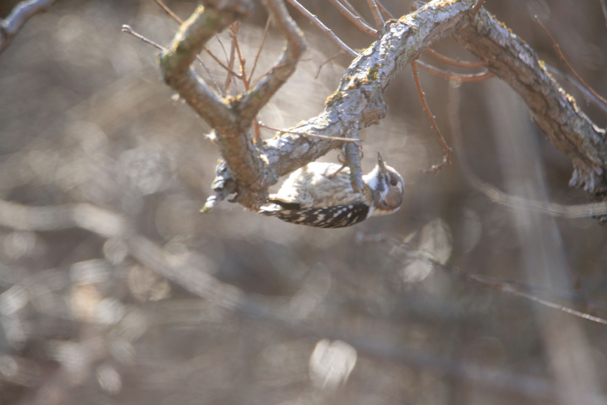 Photo of Japanese Pygmy Woodpecker at  by Koutoku