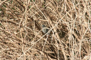 Grey Bunting Unknown Spots Sun, 1/30/2022