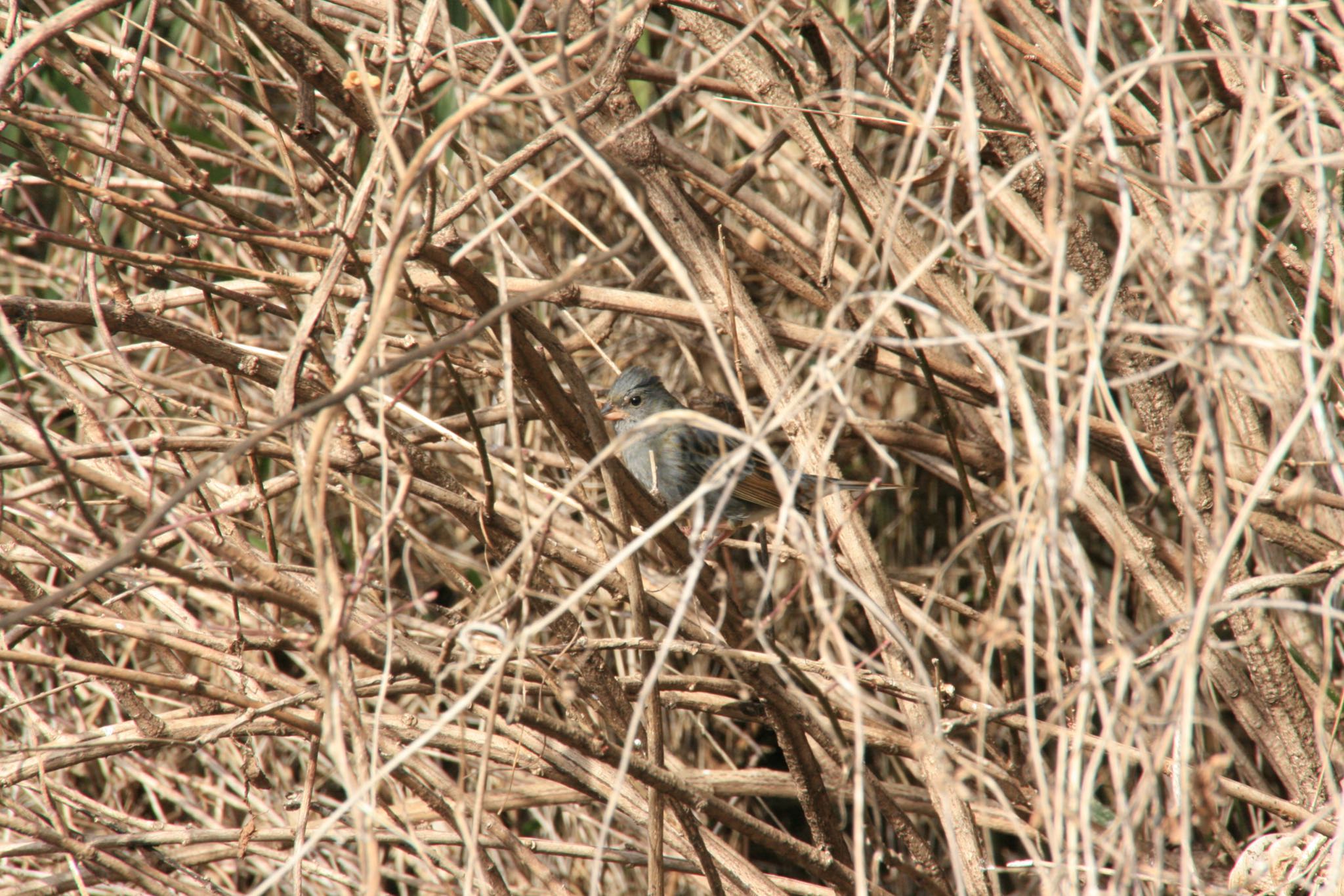 Photo of Grey Bunting at  by Koutoku