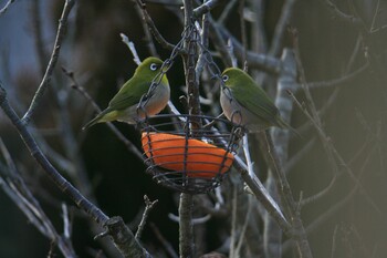 Warbling White-eye Unknown Spots Thu, 2/3/2022