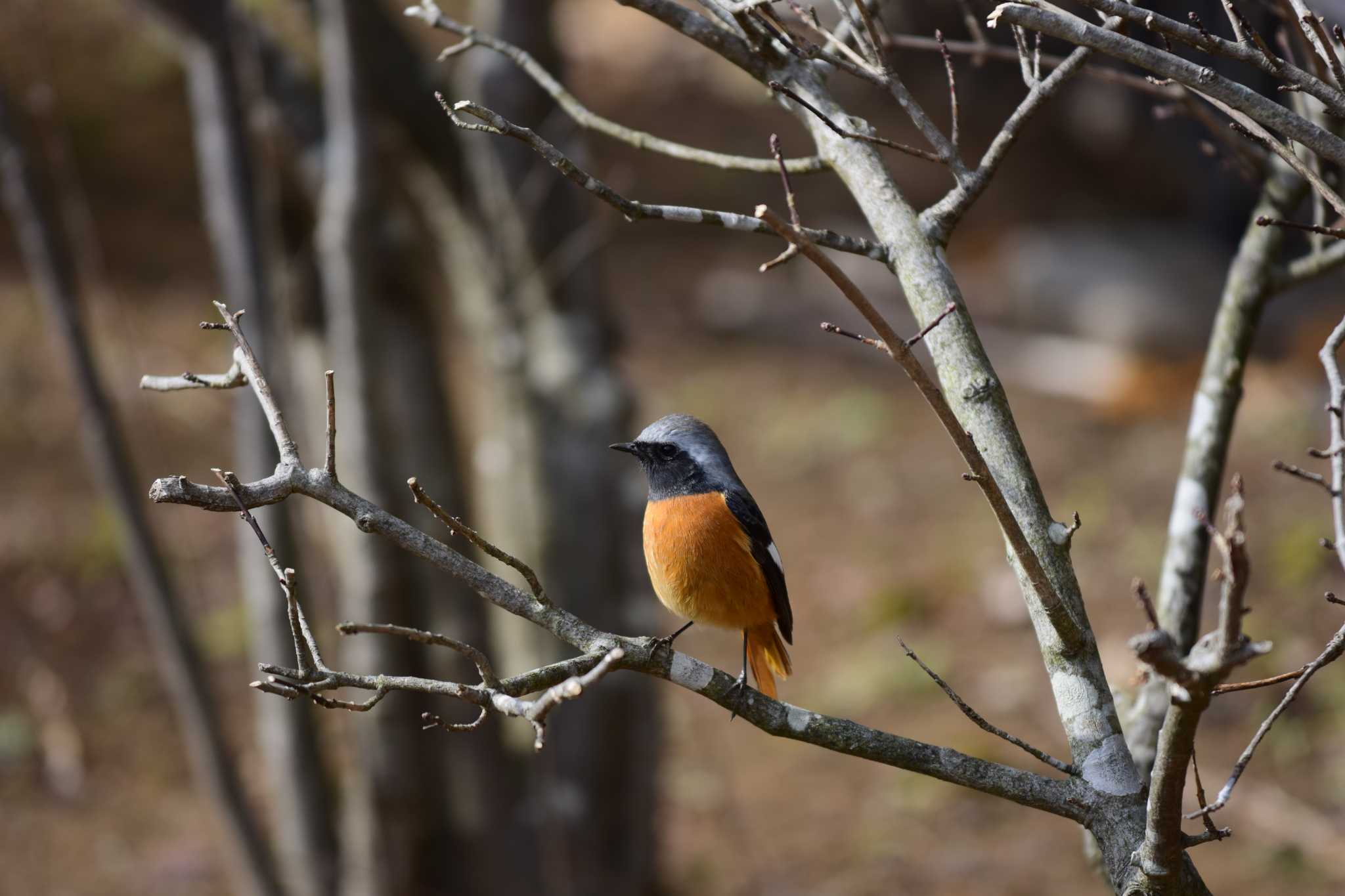 Photo of Daurian Redstart at 蟹ヶ谷公園 by りえっこ