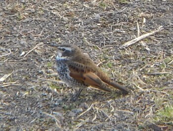 2022年2月5日(土) 埼玉県の野鳥観察記録