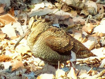 2022年2月5日(土) 舞岡公園の野鳥観察記録