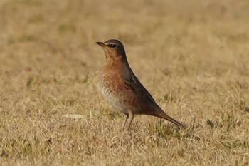 Fri, 2/4/2022 Birding report at 境川遊水地公園