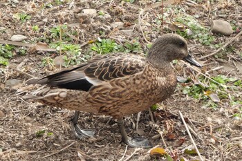 Falcated Duck 境川遊水地公園 Fri, 2/4/2022