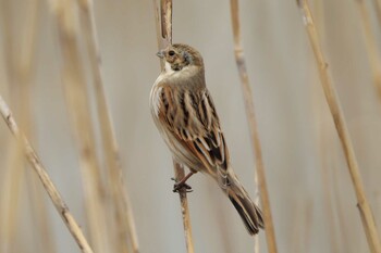 Common Reed Bunting 境川遊水地公園 Fri, 2/4/2022