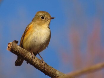 2022年2月5日(土) 小山内裏公園の野鳥観察記録