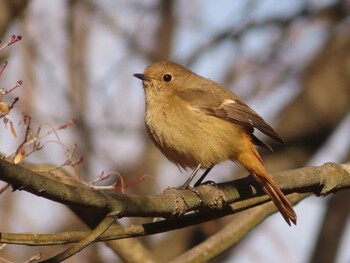 Daurian Redstart 小山内裏公園 Sat, 2/5/2022