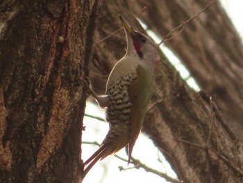 2022年2月5日(土) 片倉城跡公園の野鳥観察記録