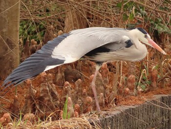 アオサギ 片倉城跡公園 2022年2月5日(土)