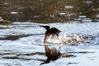 Common Kingfisher 東京都 Sat, 2/5/2022