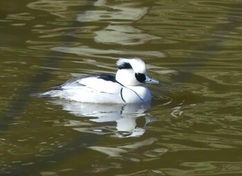 Sat, 2/5/2022 Birding report at 坂田ヶ池総合公園