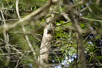 Japanese Pygmy Woodpecker 長谷ダム(福岡県) Sat, 2/5/2022