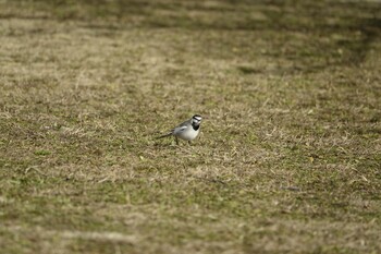 White Wagtail 長谷ダム(福岡県) Sat, 2/5/2022