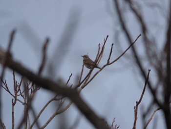 2022年2月5日(土) 大羽根緑地の野鳥観察記録