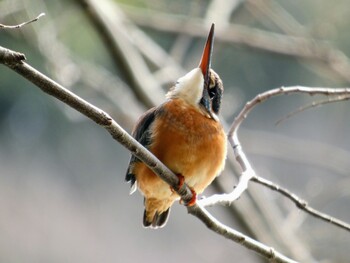 2022年2月5日(土) 石神井公園の野鳥観察記録