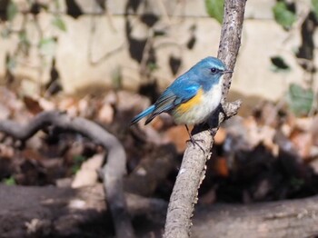 Red-flanked Bluetail Kitamoto Nature Observation Park Sat, 2/5/2022