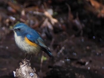 Red-flanked Bluetail Kitamoto Nature Observation Park Sat, 2/5/2022