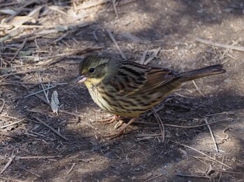 Masked Bunting Kitamoto Nature Observation Park Sat, 2/5/2022