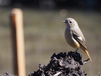 Daurian Redstart Kitamoto Nature Observation Park Sat, 2/5/2022