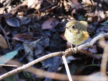 Red-flanked Bluetail Kitamoto Nature Observation Park Sat, 2/5/2022