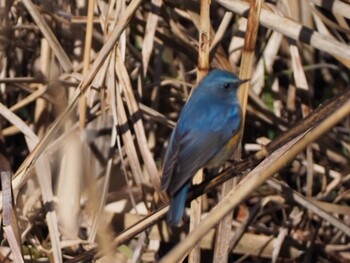 Red-flanked Bluetail Kitamoto Nature Observation Park Sat, 2/5/2022