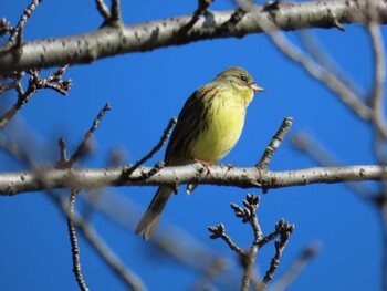 Masked Bunting 越谷 Sat, 2/5/2022