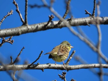 Masked Bunting 越谷 Sat, 2/5/2022