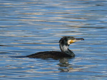 Great Cormorant 越谷 Sat, 2/5/2022