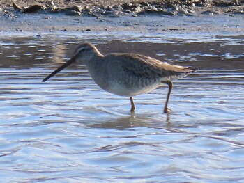 Long-billed Dowitcher Isanuma Sat, 2/5/2022