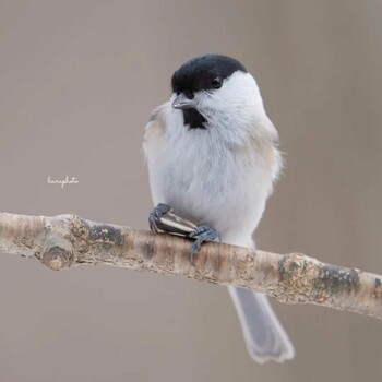 Marsh Tit 北海道 Unknown Date