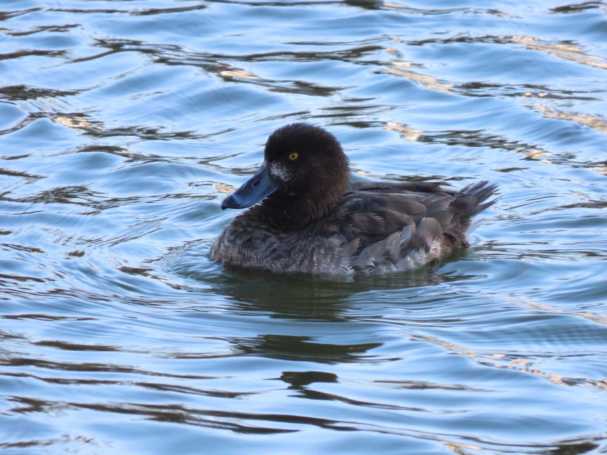 都立浮間公園 キンクロハジロの写真 by のぐち