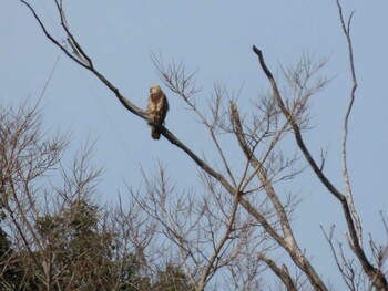 Eastern Buzzard 荒川生物生態園(東京都板橋区) Sat, 2/5/2022