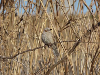 Brown-eared Bulbul 荒川生物生態園(東京都板橋区) Sat, 2/5/2022