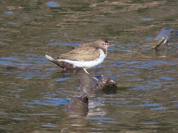 Common Sandpiper 荒川生物生態園(東京都板橋区) Sat, 2/5/2022