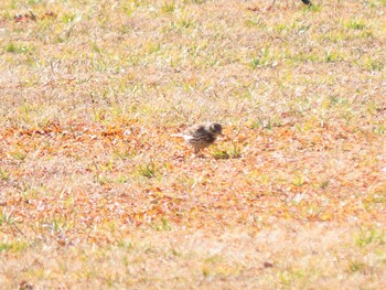 タヒバリ 荒川生物生態園(東京都板橋区) 2022年2月5日(土)