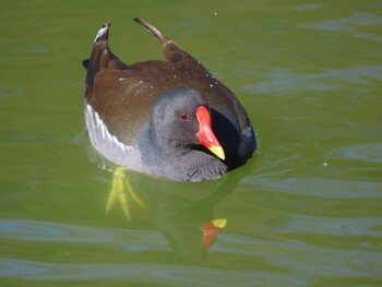 2022年2月5日(土) 都立浮間公園の野鳥観察記録