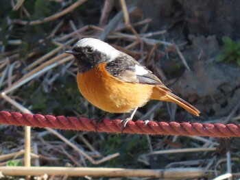 Daurian Redstart 荒川生物生態園(東京都板橋区) Sat, 2/5/2022