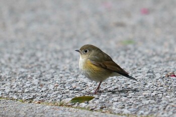 Red-flanked Bluetail Kobe Forest Botanic Garden Sat, 2/5/2022