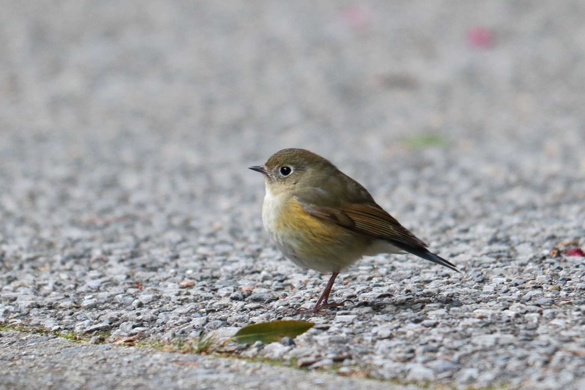 Red-flanked Bluetail