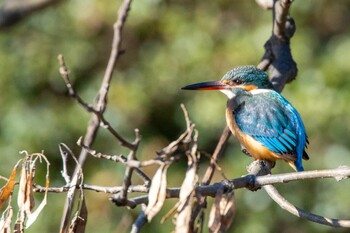 Common Kingfisher 東京都 Sat, 2/5/2022