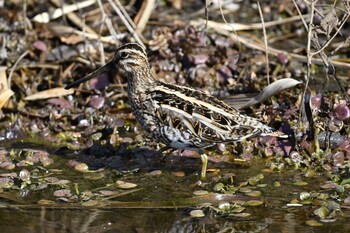 Common Snipe Shin-yokohama Park Sat, 2/5/2022